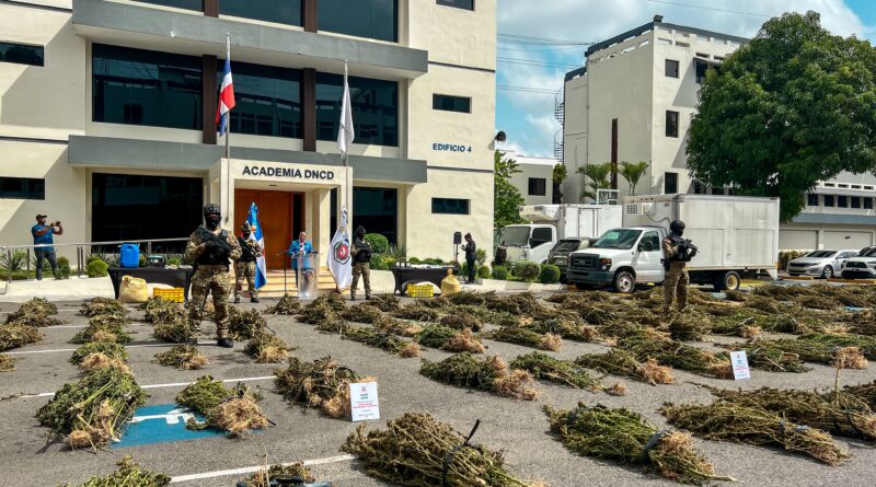 DNCD desmantela otros dos sembradíos masivos con más de 5,300 plantas de marihuana